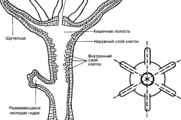 Кракен современный даркнет маркетплейс